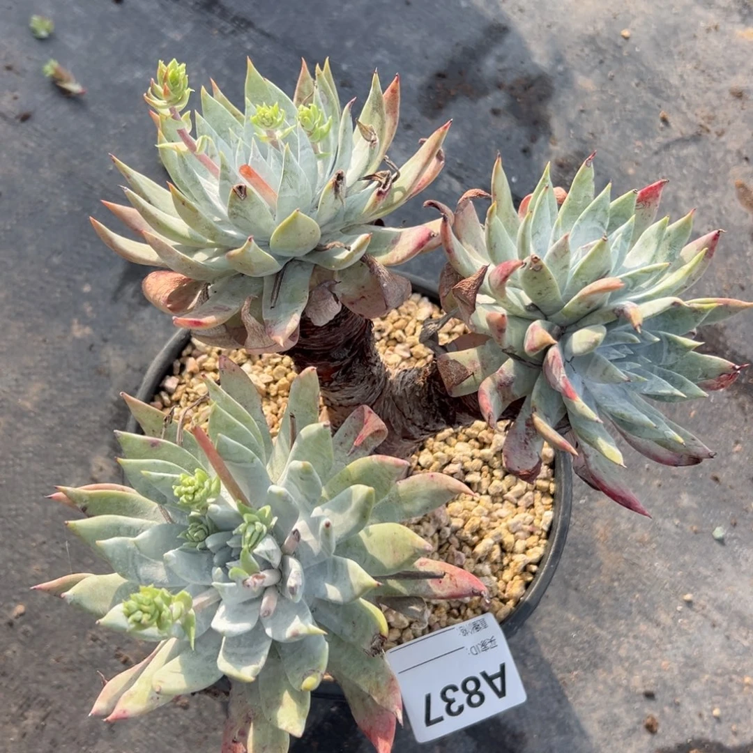 ℡****谢谢哥～一物一拍837