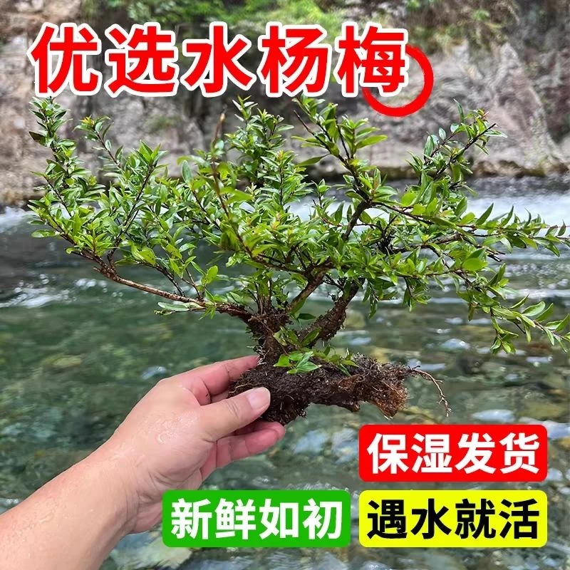 水杨梅水培植物老桩可作鱼缸造景绿植室内的微型水生正宗水杨梅