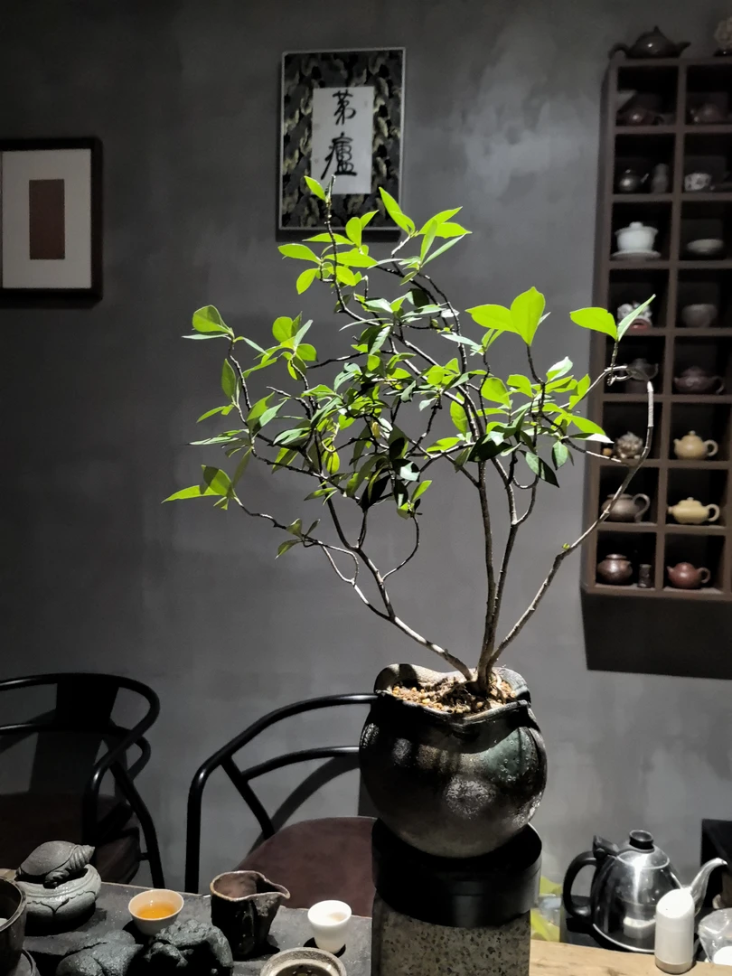 海岛栀子花小钱袋陶罐