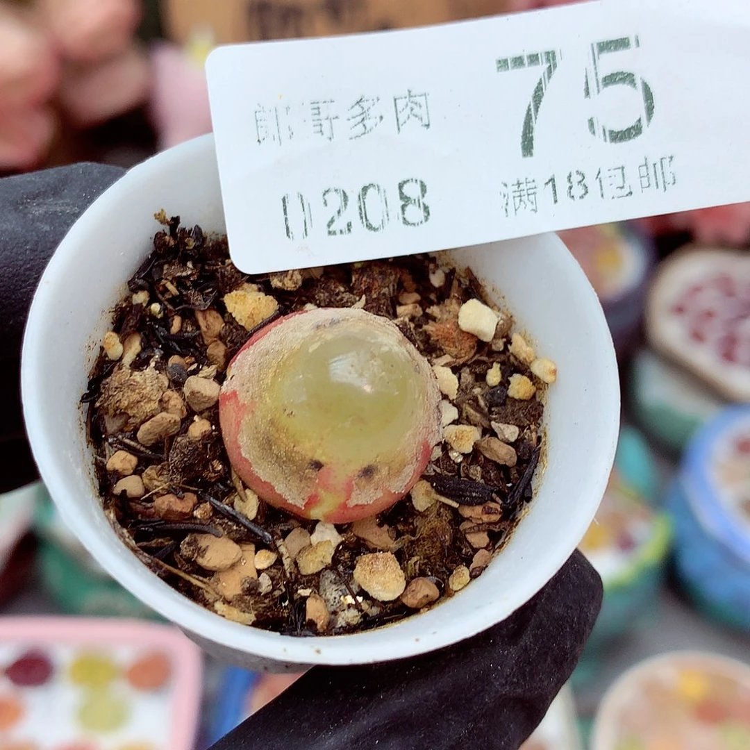 生石花满18包邮8-75