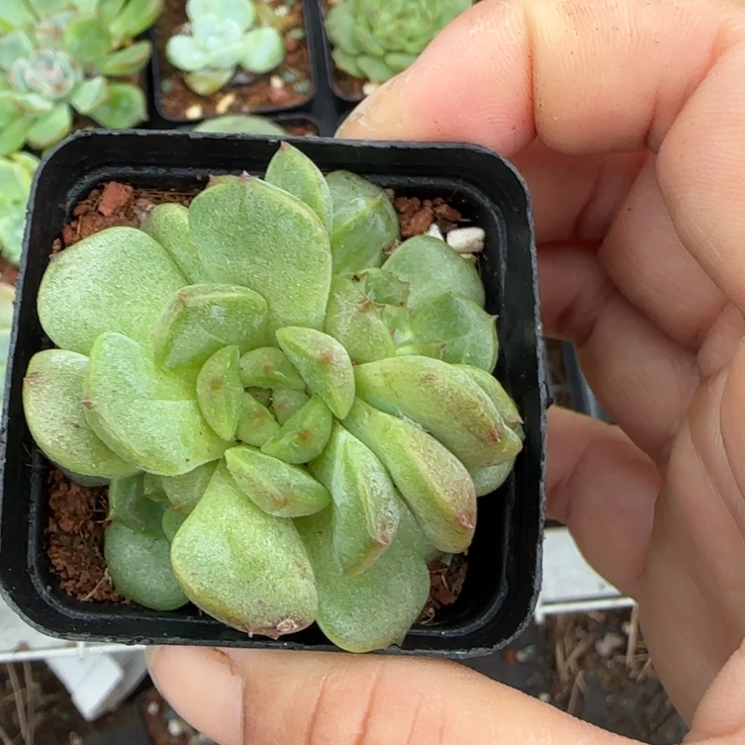 小卡拉米糖心一物一拍