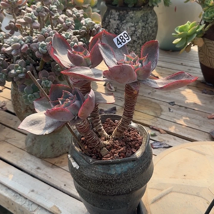 口*再489不售后白凤脱土发货不退不换