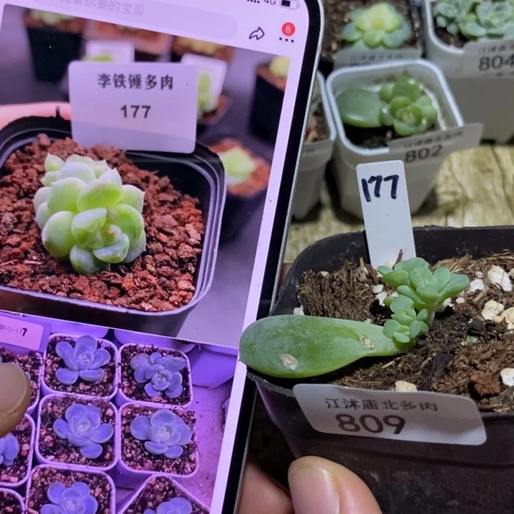 标签809甜心177一个多肉