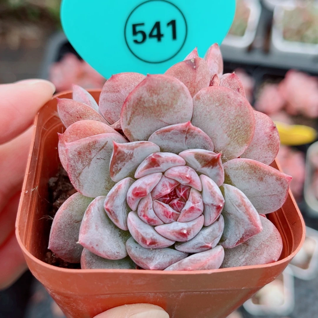 541号小老桩糖心群