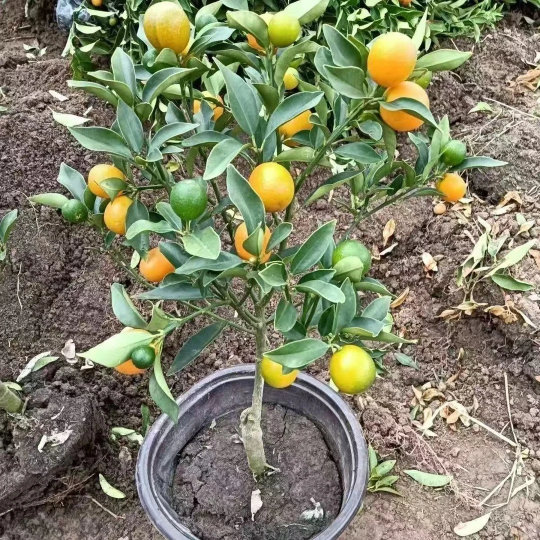 脆皮金桔带果发货盆栽树苗四季果树可食用橘子苗脆皮金橘室内常绿