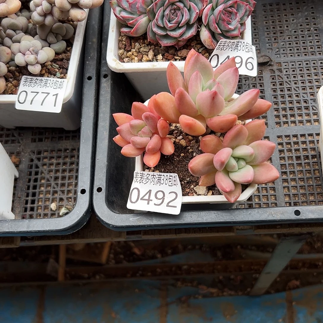 c***蕾无花朵多肉一物一拍植物0492