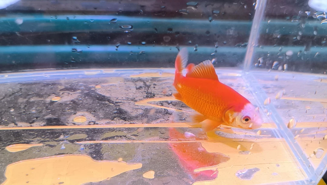 金鱼品相自鉴全场包邮