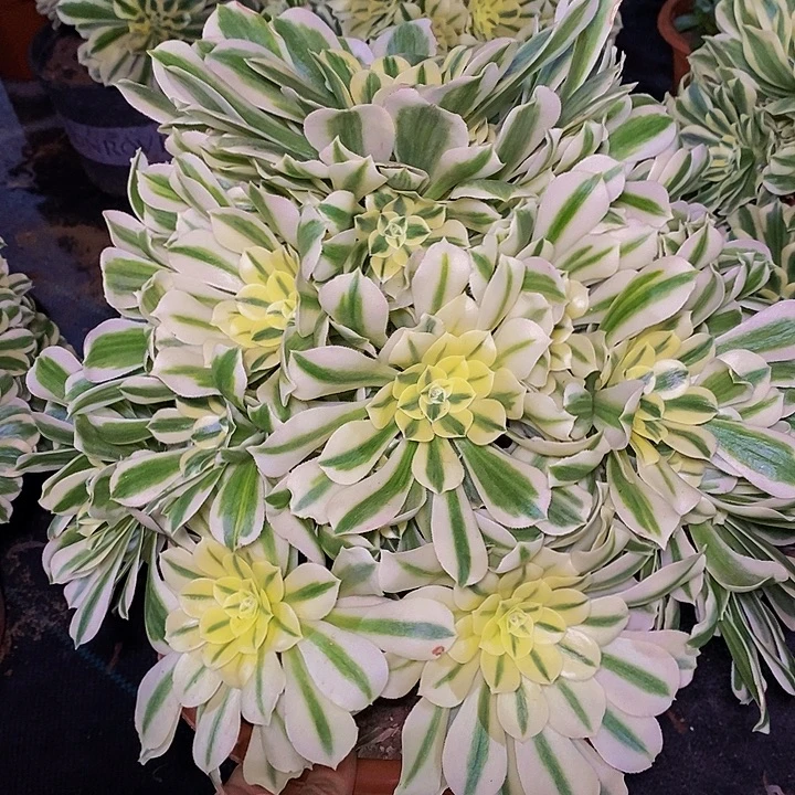 迈巴赫四层捧花多肉