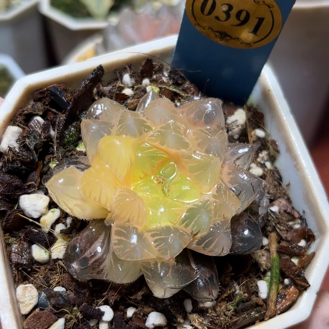 恭喜发财大吉大利0391