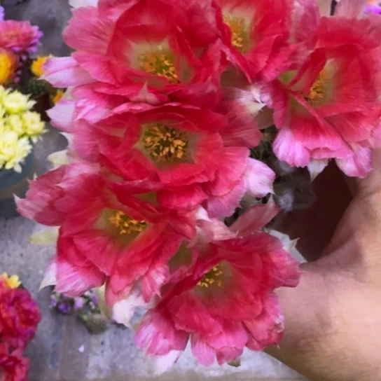 314丽花红羽歪2到3公分左右无根侧牙，20包邮
