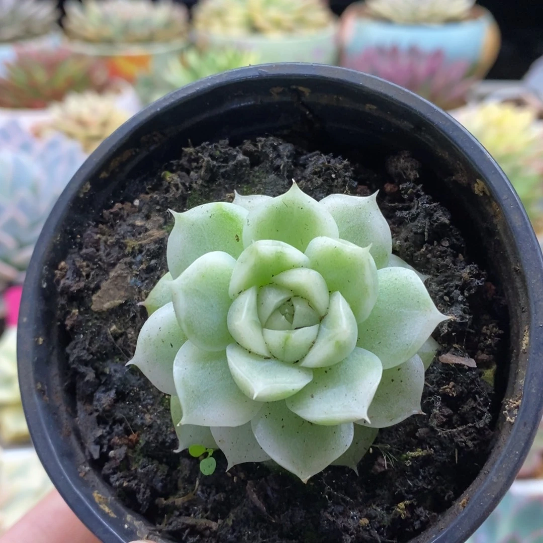 197小白瓷麦秆锦锦锦锦锦