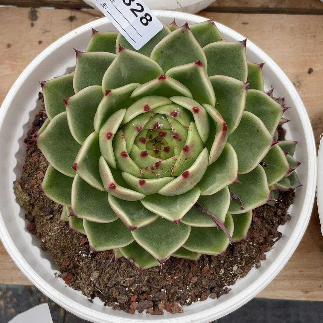 若如东云单拍B828