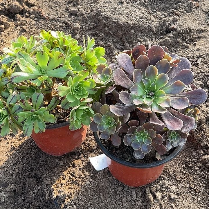 2棵玫瑰玫瑰玫瑰玫瑰