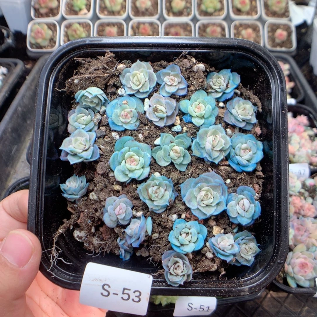 无花朵S53英语英语
