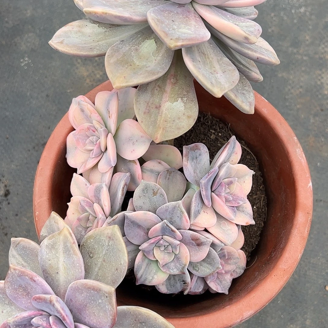 紫乐锦群，一物一拍