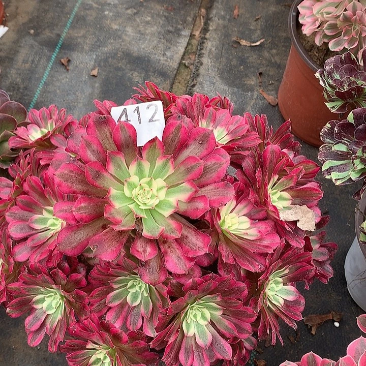 念***念412.红铜白多肉植物