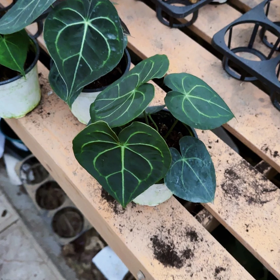 完全开放克莱恩花烛一棵