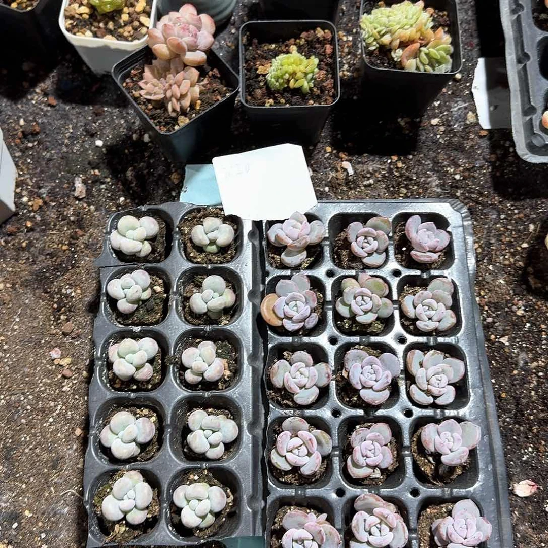 1020一物一拍专拍链接