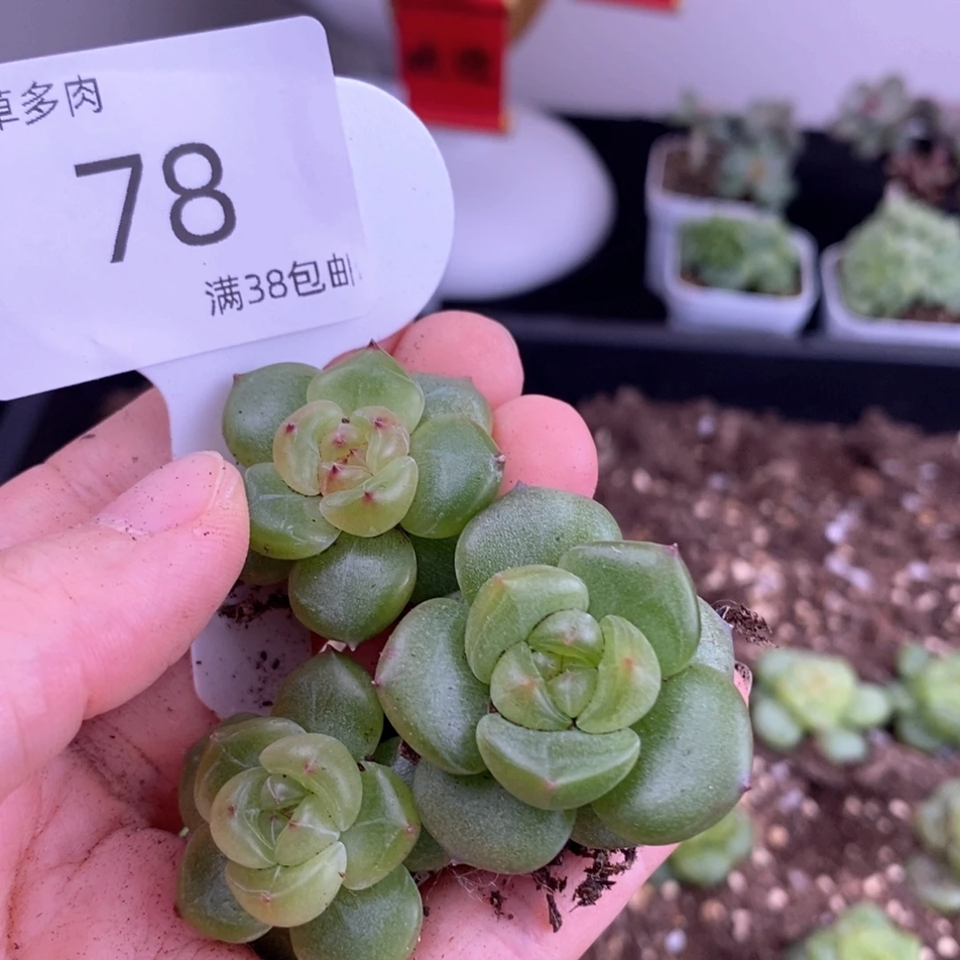 78号珍妮三颗一组包邮