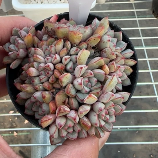 54蓝宝石多肉一物一拍