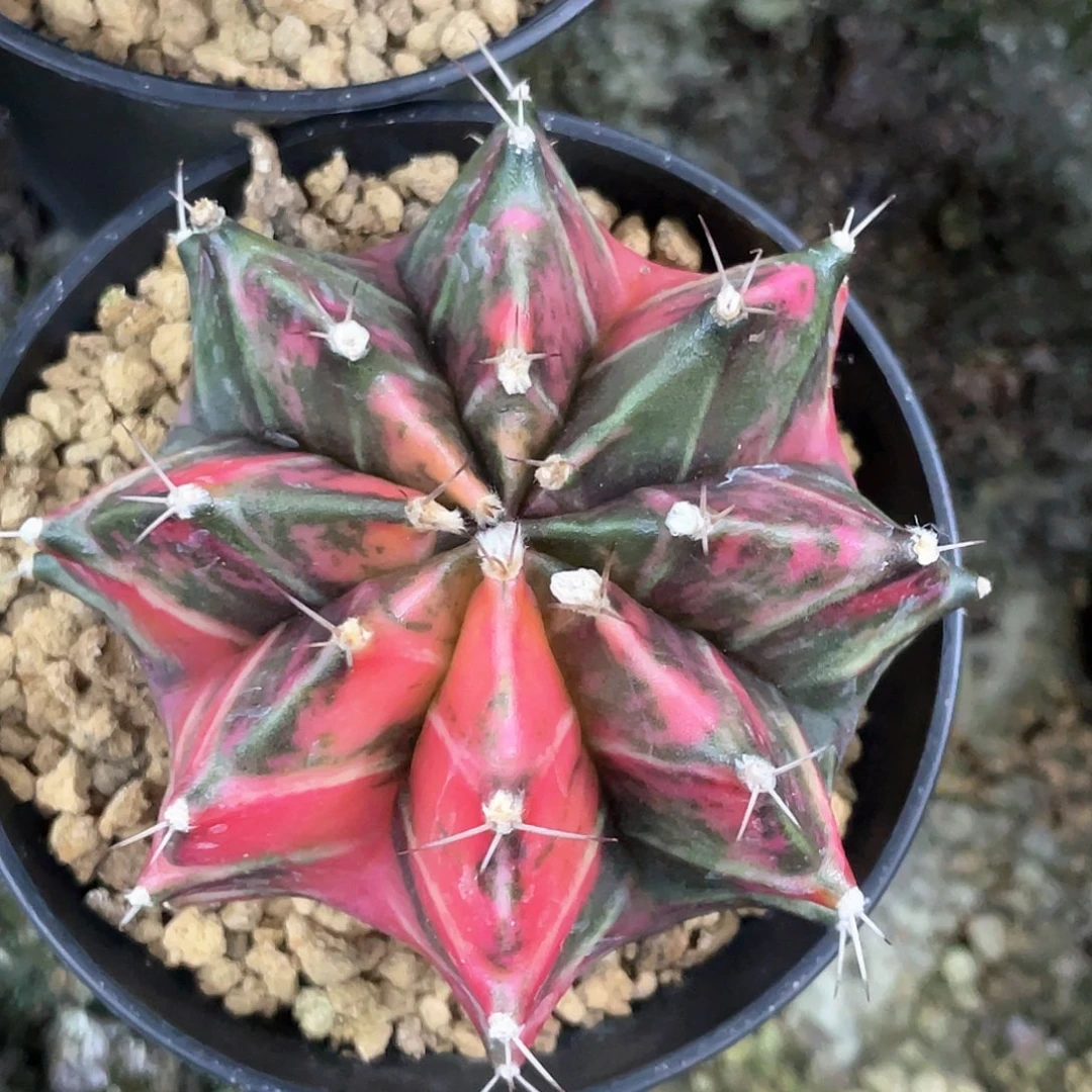 当前无花朵，栽培后可花朵