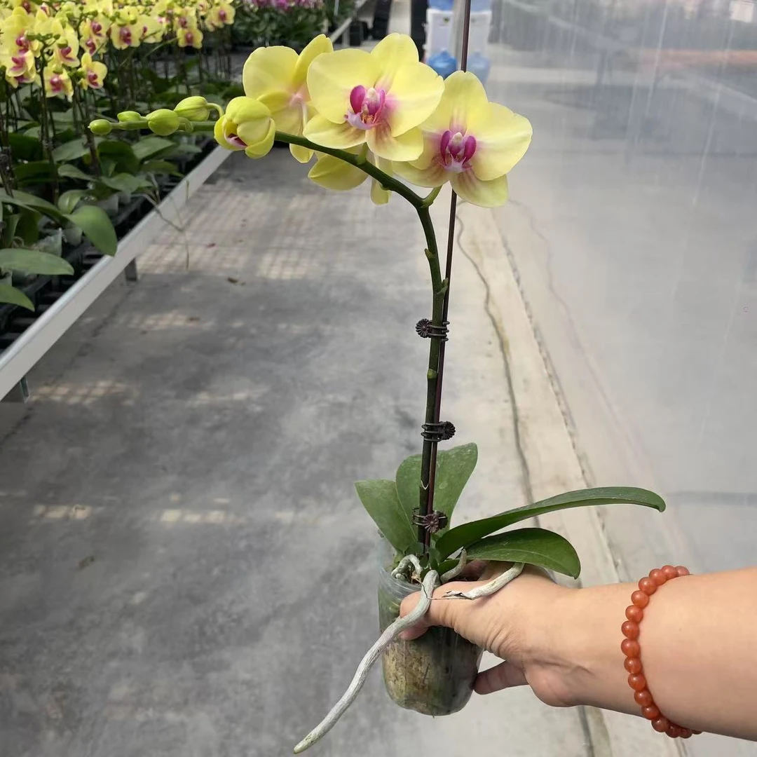 《朝日》精品蝴蝶兰  好养耐开  室内花卉