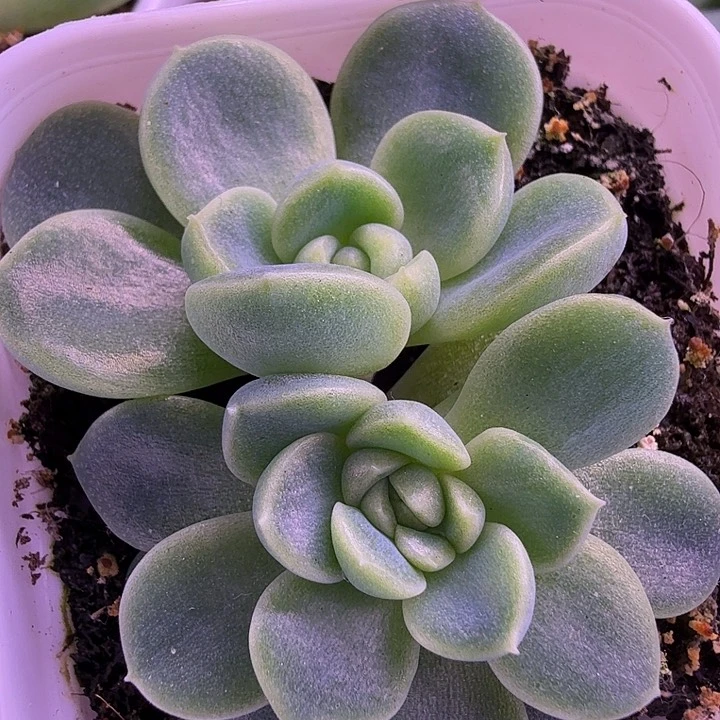 财富密码暴富叶插苗一物一拍