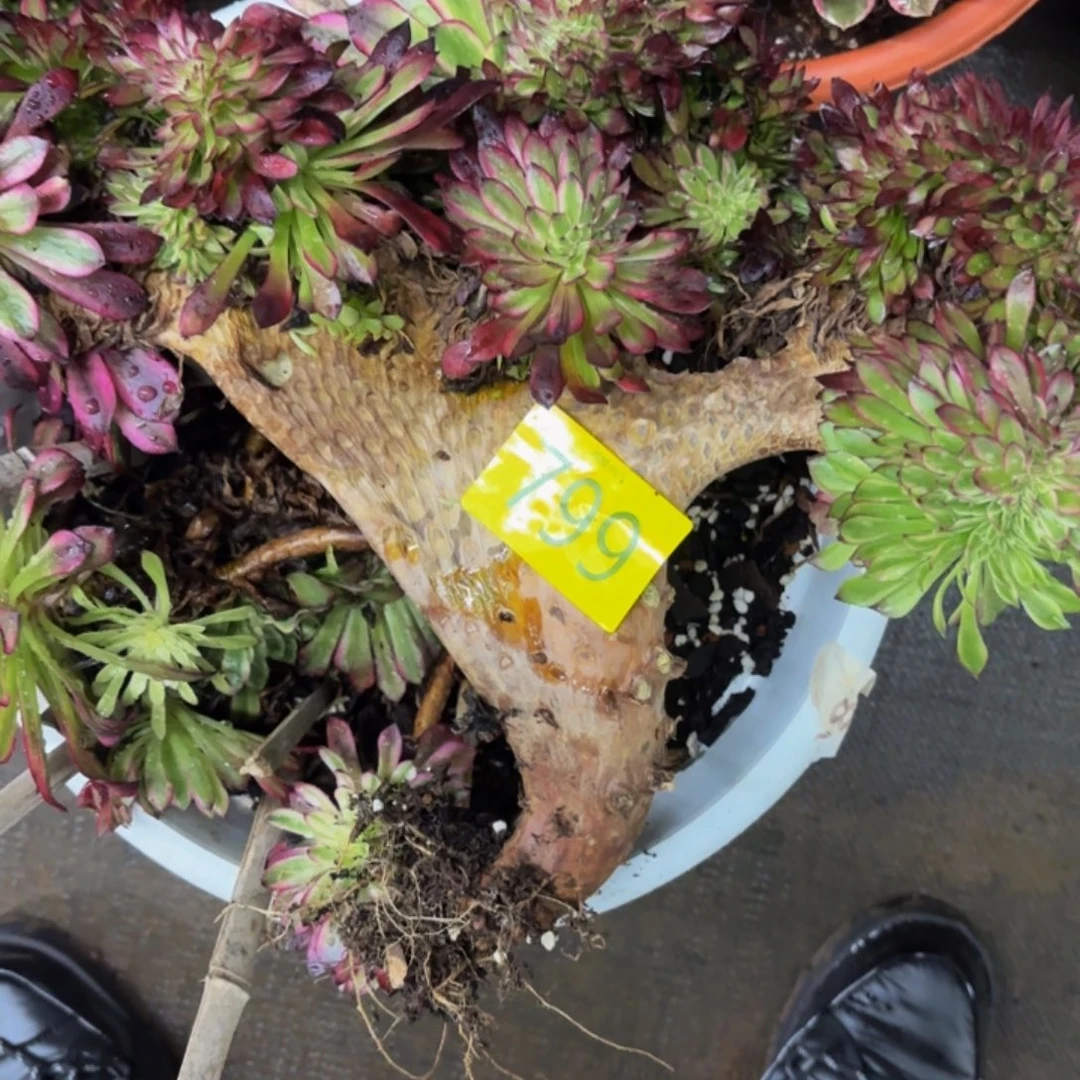 芬***芳哈哈多肉葡萄福利799