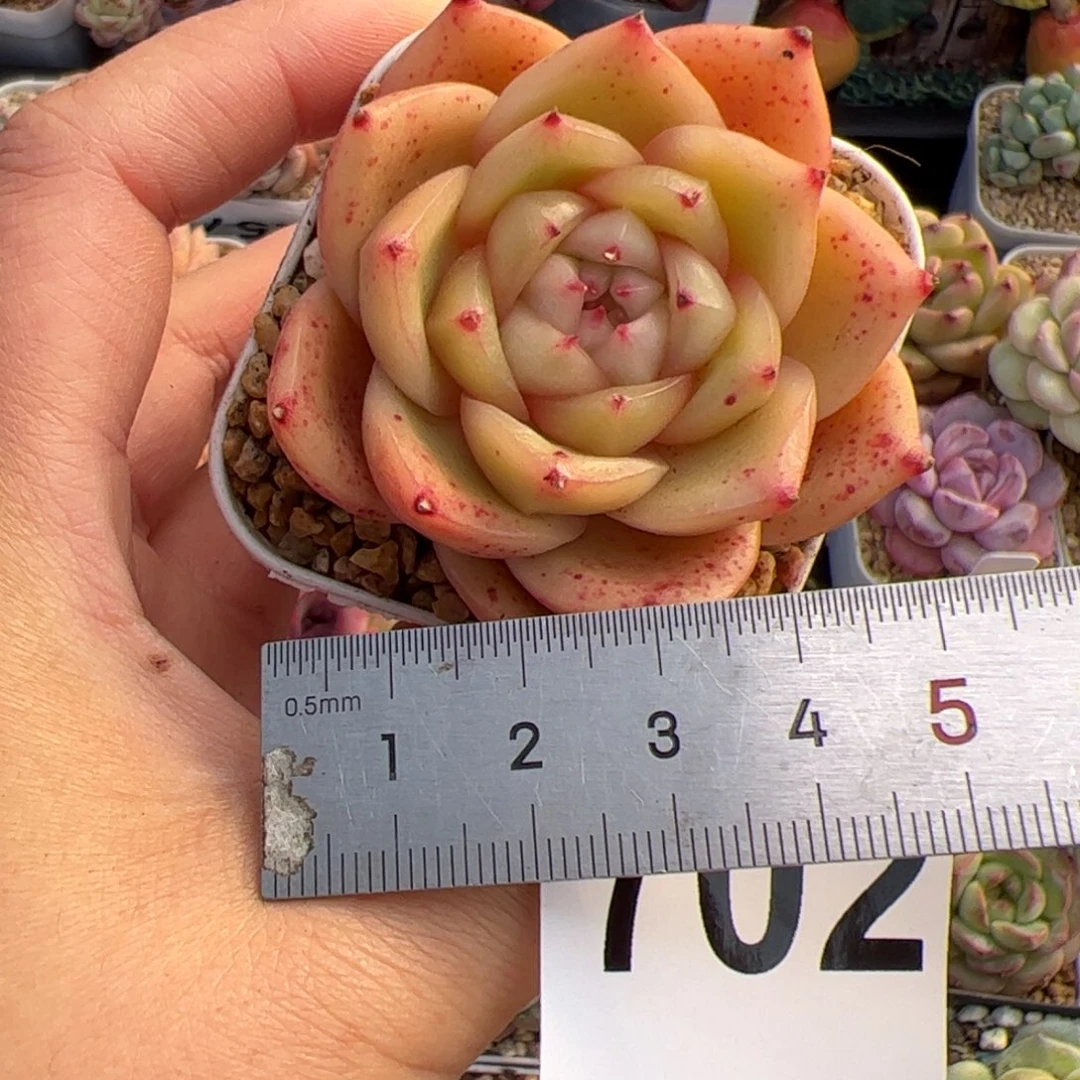 五**记610 多肉植物组合