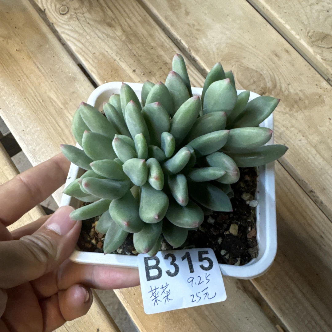 B315，菜，多肉植物，清心美人