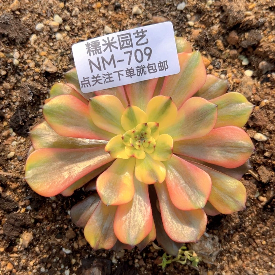 索****爱油画少女多肉植物709