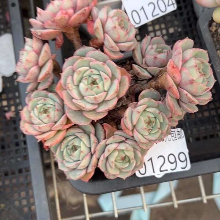 幸运的是我还在努力地幸运