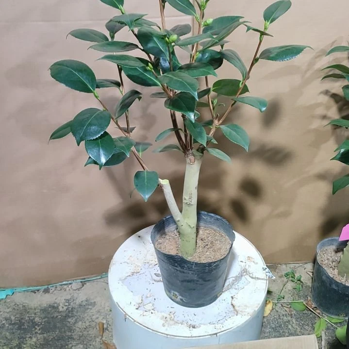 634水晶皇后，原盆原土，不包邮