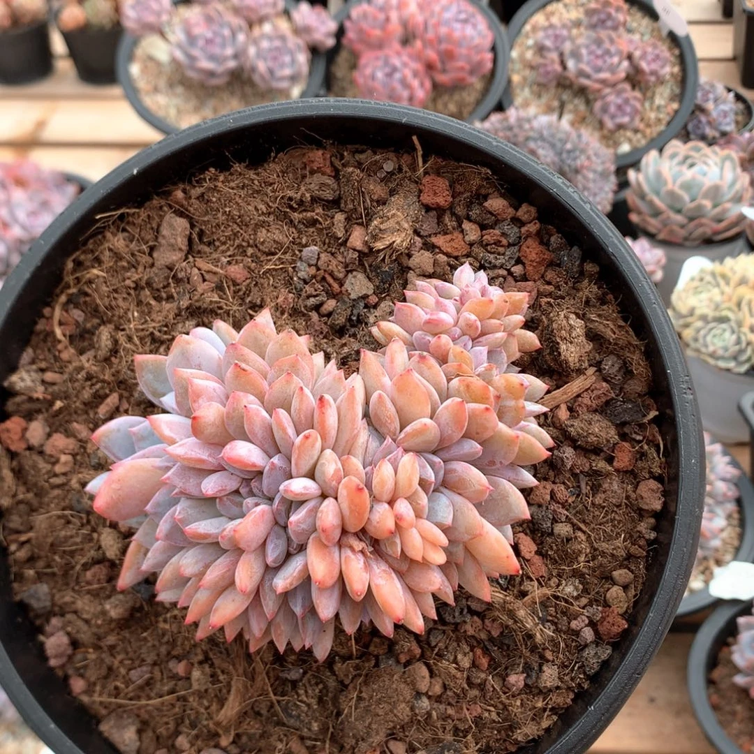 10.5厘雪天使缀 85