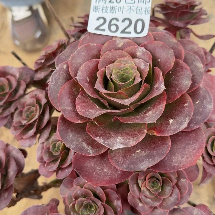2620魅金玫瑰多肉