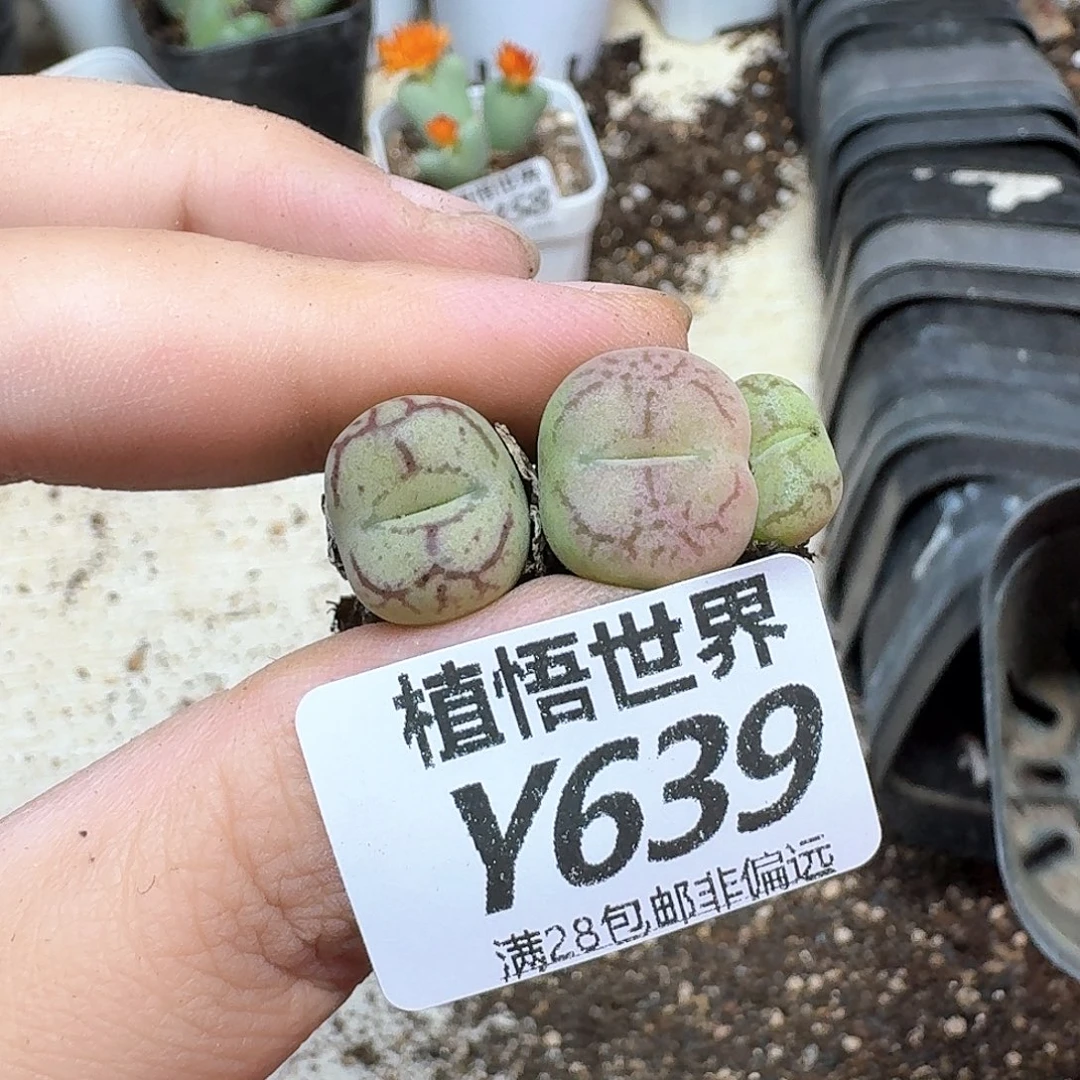 多肉植物多肉植物法