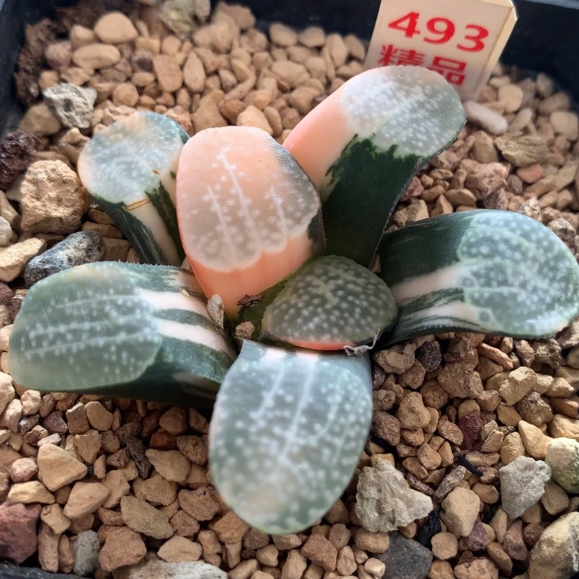 【闪购商品】493点点