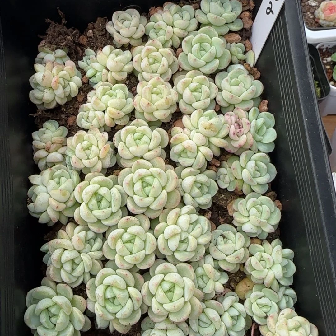 萌***园秃子甜心一筐多肉