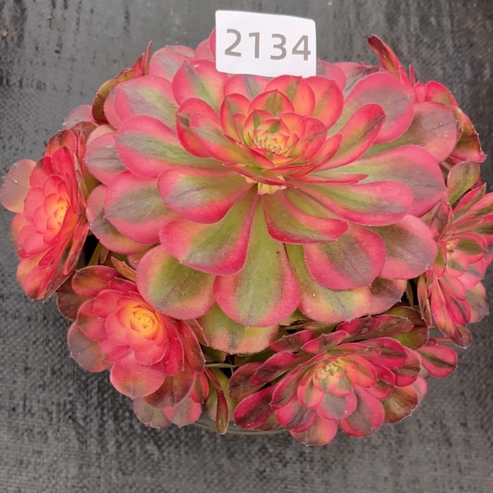 荔枝特价多肉发货