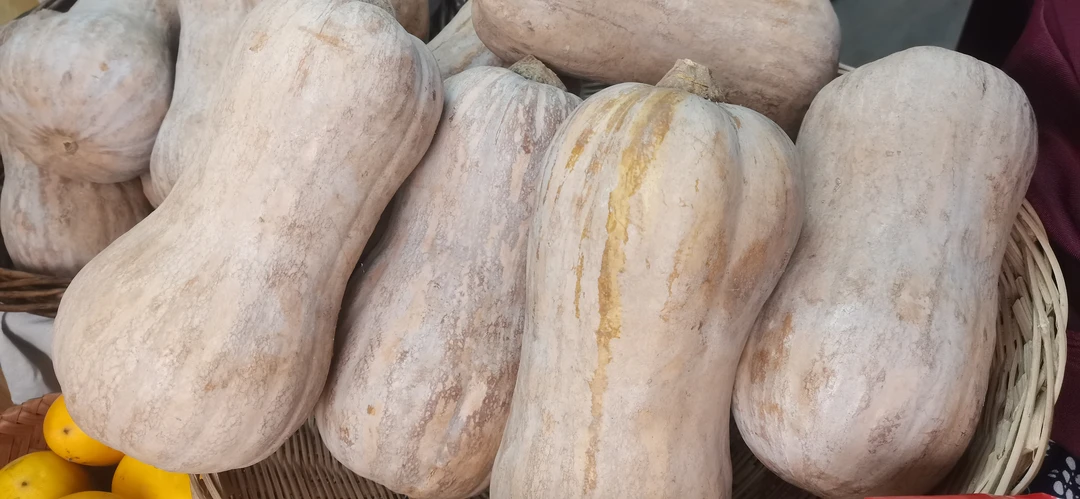 正宗蜜本南瓜板栗南瓜新鲜5斤装农家自种甜糯板栗味宝宝辅食蔬菜