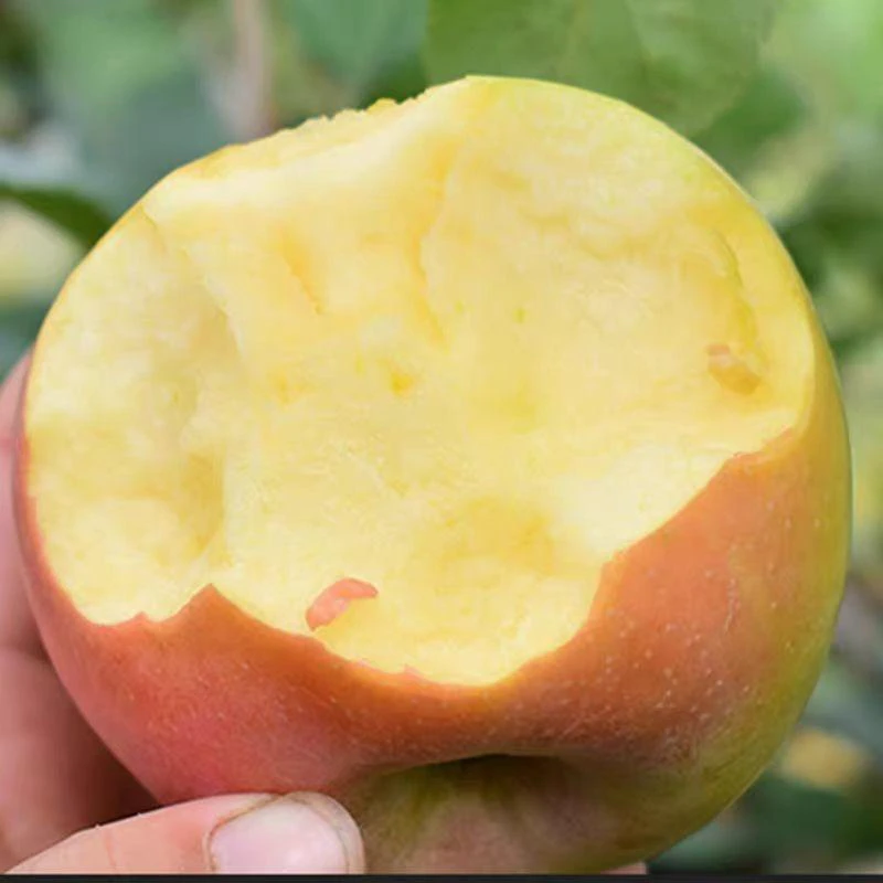 太行山脉高山种植丑苹果粉脆酸甜可口果园产地直发带箱10斤