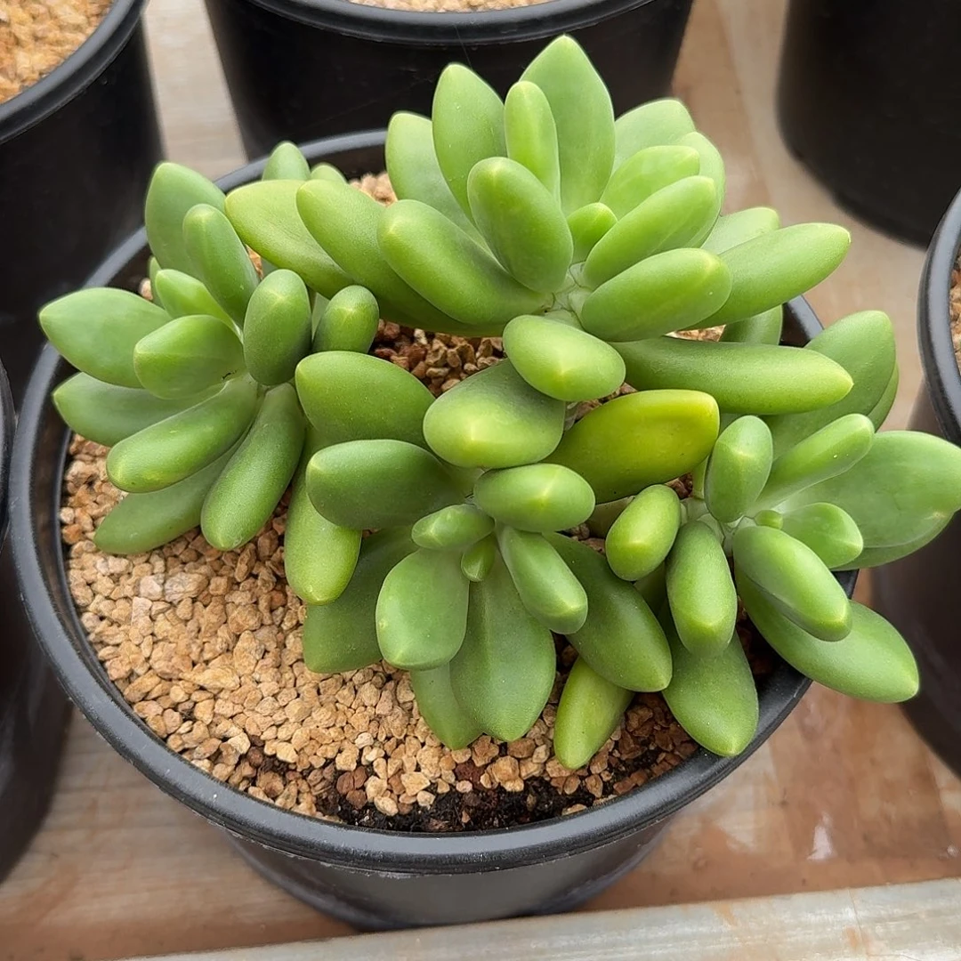 芒果奶整无砍群生多肉