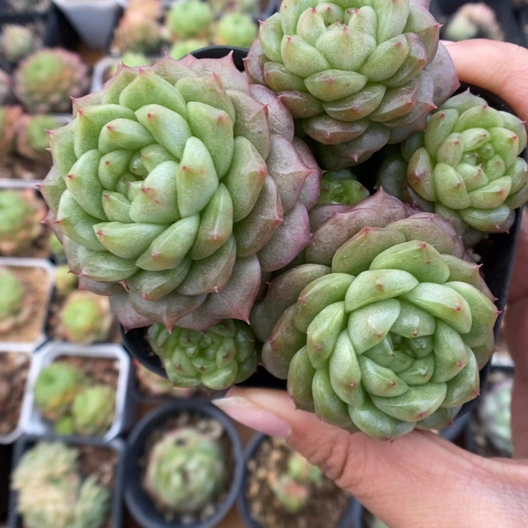 灯泡珍妮群生541号。