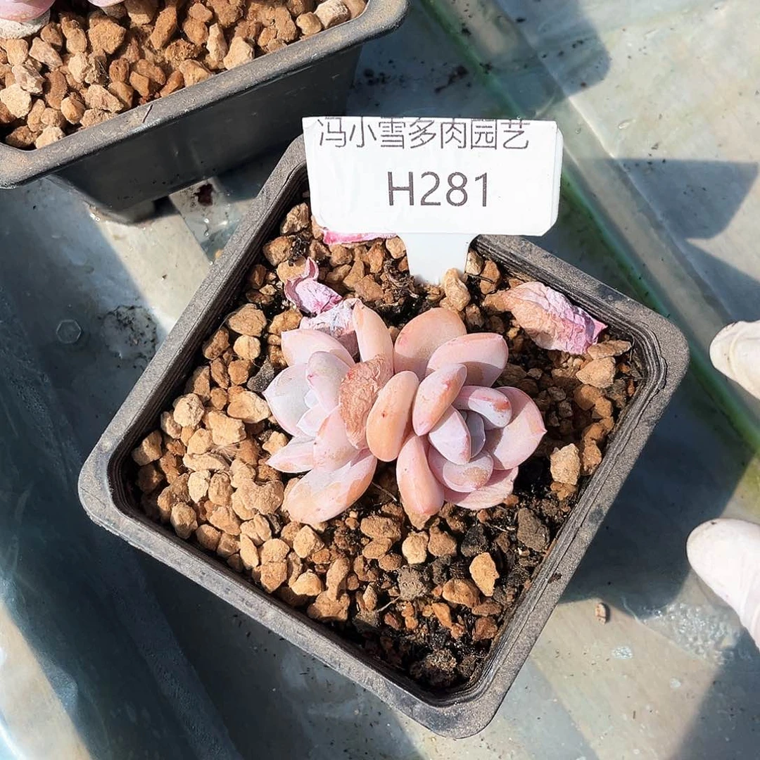 小奶茶281号码牌子的话题了