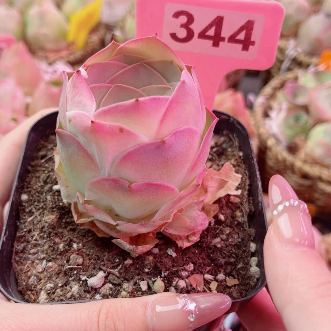 凤玥一物一拍344