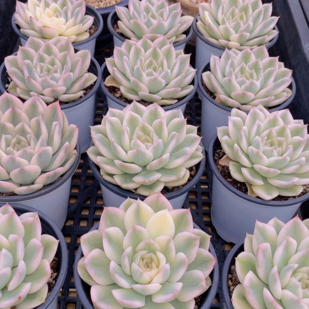 量拍47号 月亮仙子锦单头一个