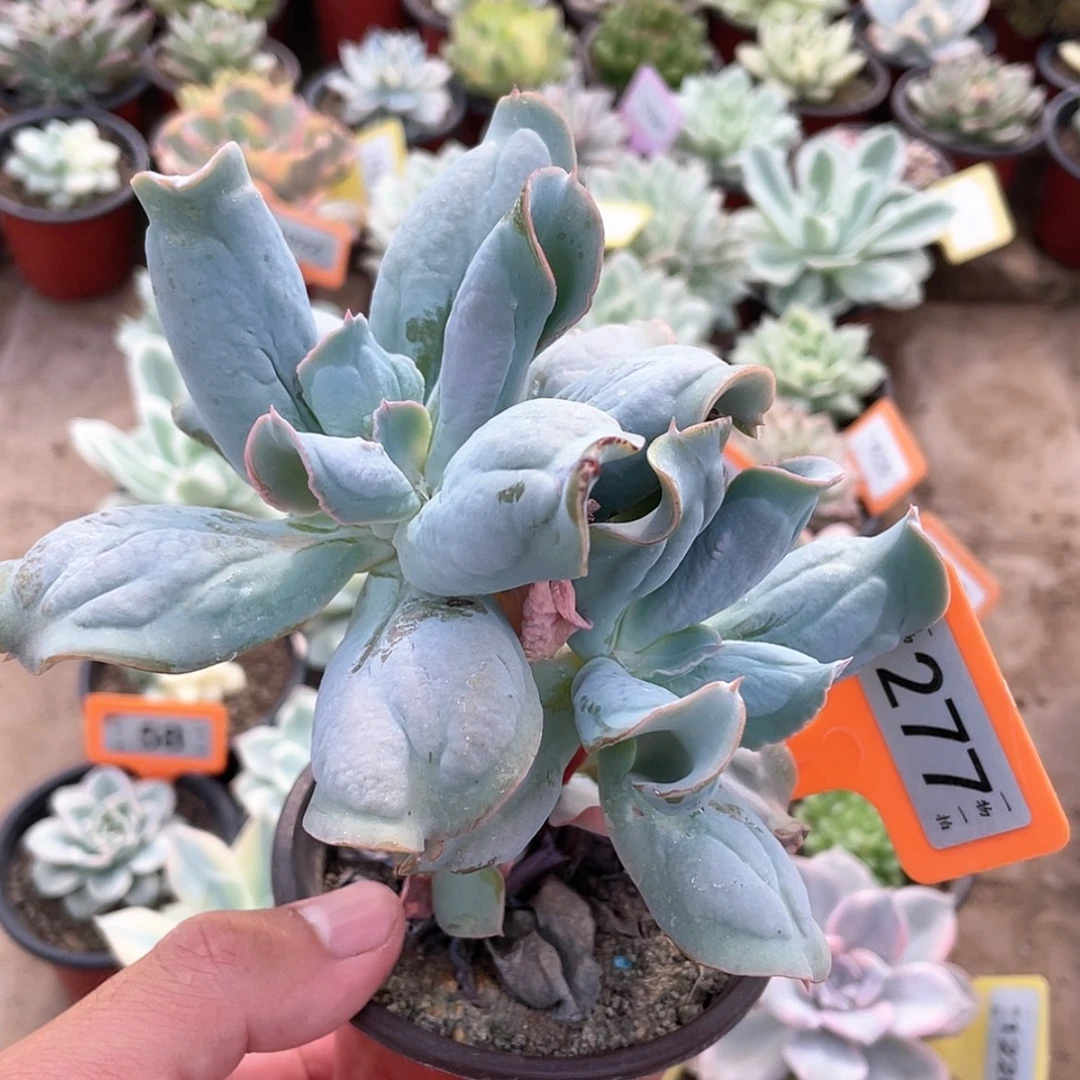 【闪购商品】无花朵277