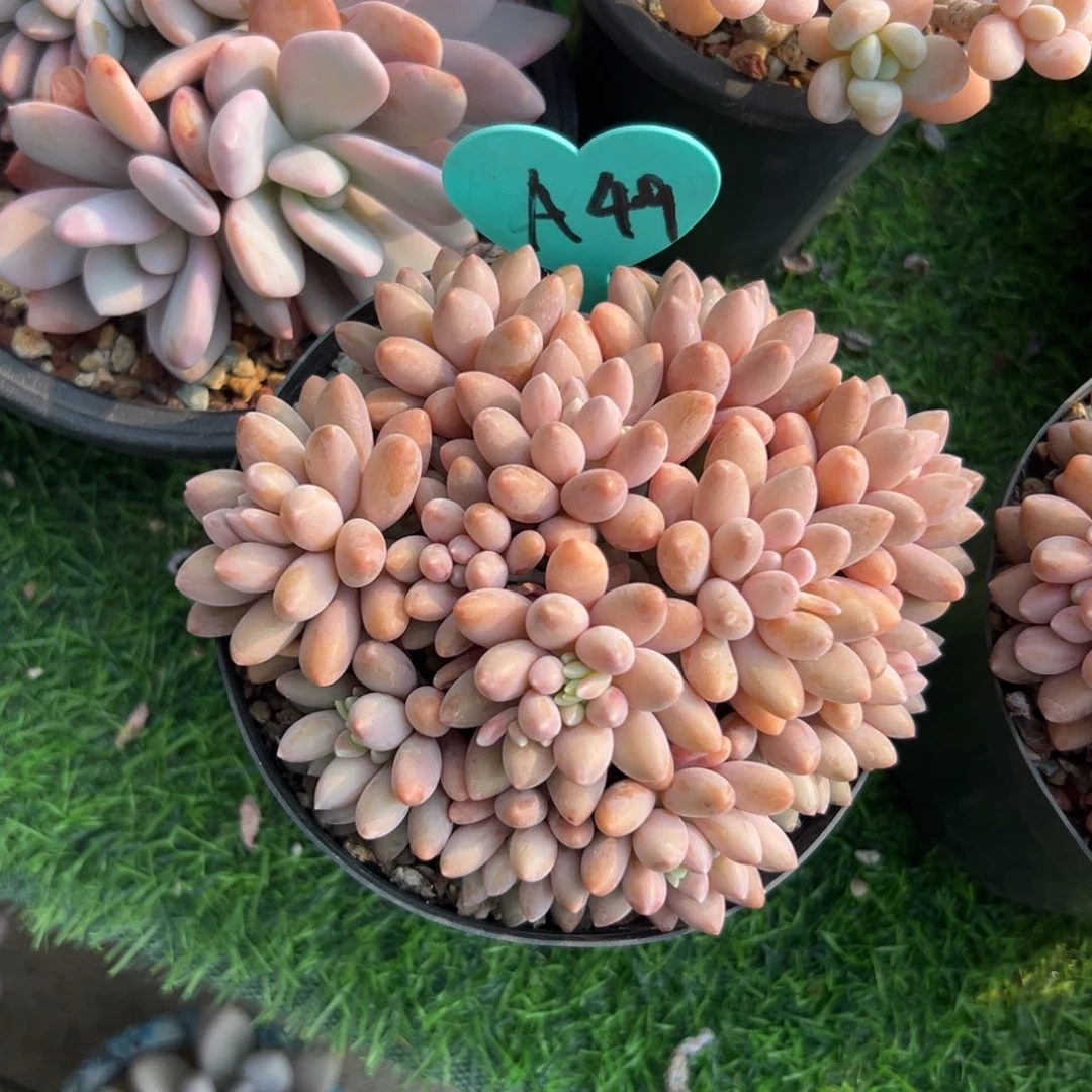 枫*多肉植物一物一拍
