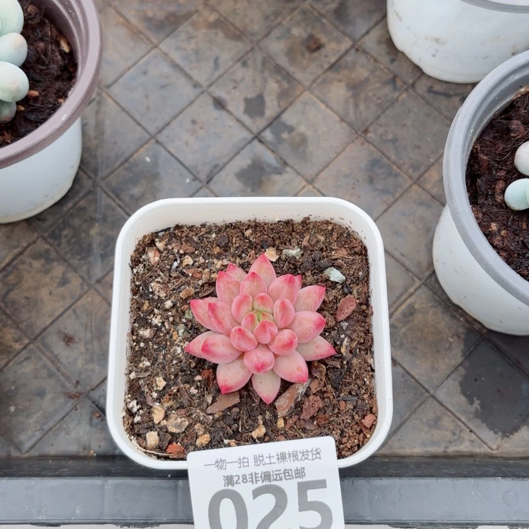 金鱼姬单头多肉多肉