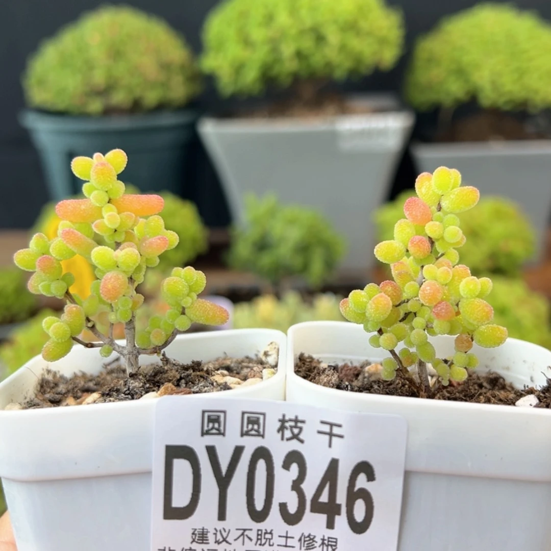 【闪购商品】dy0346金桔糖球盆口5cm